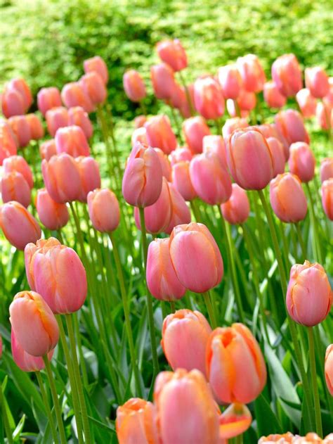 Tulip Menton Amazing Flowers Bulb Flowers Wedding Flowers Tulips