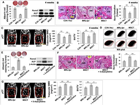 Figure From Msc Transplantation Improves Osteopenia Via Epigenetic