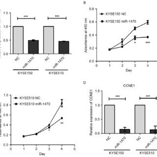 Downregulation Of Mir Suppresses The Proliferation And Expression