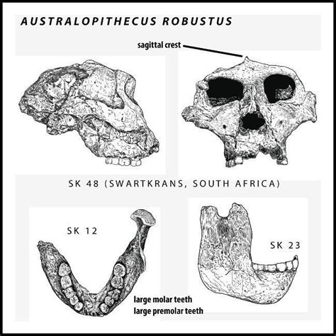 Australopithecus Robustus Skull Features