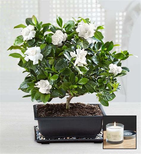 Gardenia Bonsai | 1800Flowers.com