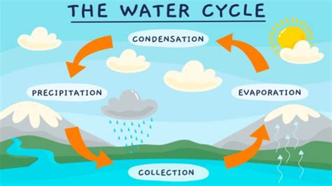 4 Stages Of Water Cycle For Kids