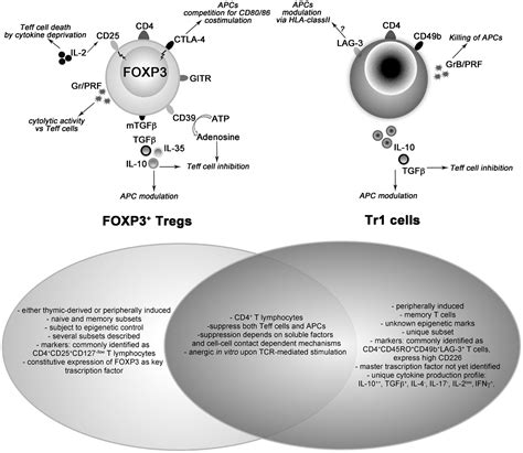 Frontiers Clinical Outlook For Type 1 And Foxp3 T Regulatory Cell