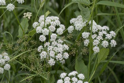 Ground elder flowering - Stock Image - C043/7055 - Science Photo Library