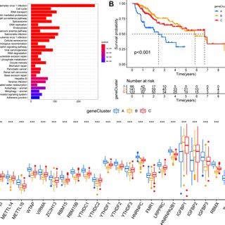 Identification of m6A modification genomic phenotypes in hepatocellular ... 