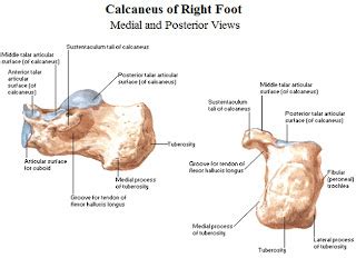 Gudang Medis Teknik Radiografi Calcaneus