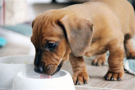 Cuanto Deben Comer Los Cachorros De Semanas