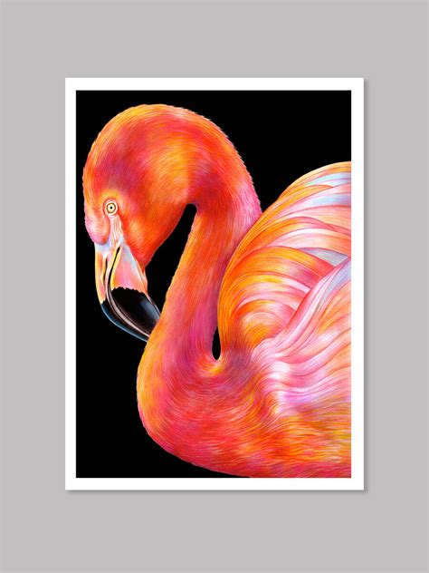 Flamingo Colored Pencil Drawing — Tim Jeffs Art