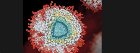 Came To Stay How The Herpes Virus HCMV Deceives Its Host Cells