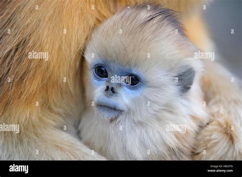 Golden Snub Nosed Monkey Rhinopithecus Roxellana Young Hugged By