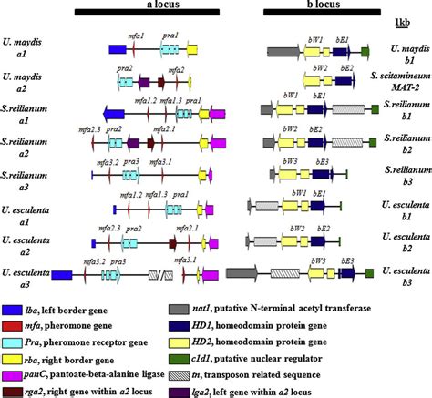 Genetic Organization Comparison Of The Mating Type Loci In Typical Smut