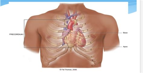 Heart And Neck Vessels Peripheral Vascular Lymphatic Flashcards Quizlet