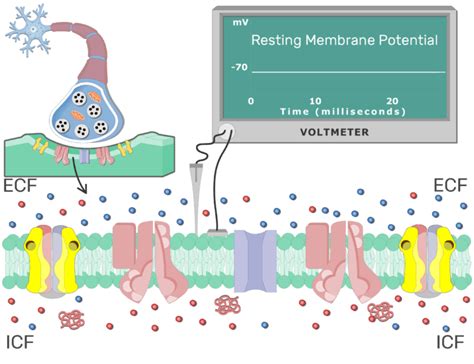 Postsynaptic Neuron Resting Membrane Potential | GetBodySmart