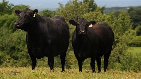 canadian rocky mountain beef  albertaca