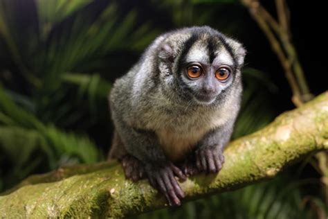 Panamanian Night Monkey (Aotus zonalis) - Interesting Animals