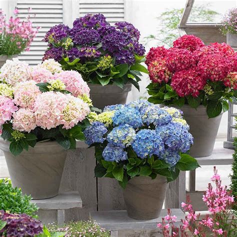 Hydrangea Music Collection Hydrangea Garden Flower Pots Hydrangea Care