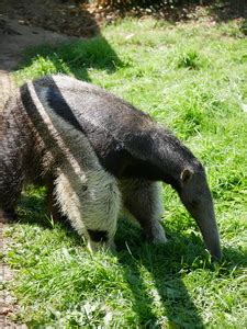 Großer Ameisenbär Zoo Madrid Freizeitpark Welt de