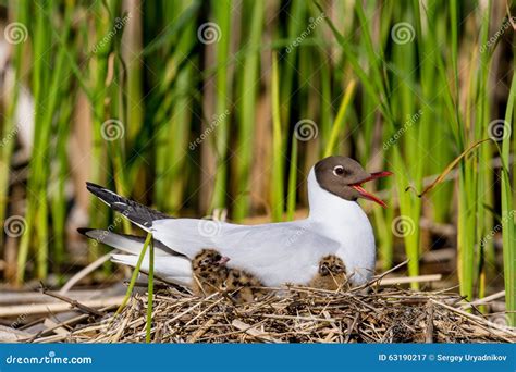 The Black Headed Gull Larus Ridibundus And Baby Bird In The Nest