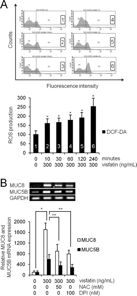 The Role Of ROS In Visfatin Induced MUC8 And MUC5B Expression In