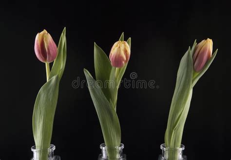 Three Tulips In Glass Vases Stock Photo Image Of Petal Flower 84245876