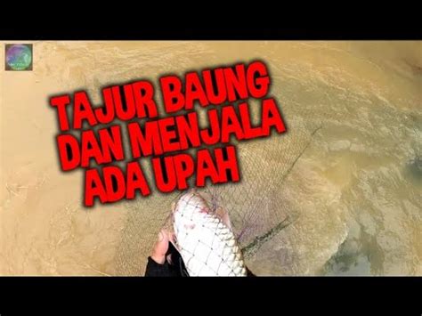 TAJUR BAUNG ADA MENJALA ADA SEBARAU BAUNG YouTube