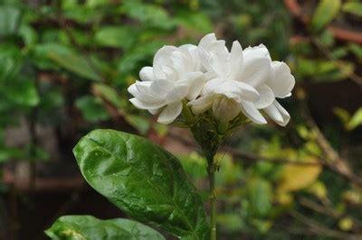 Indonesian National Flower Jasmine | Best Flower Site