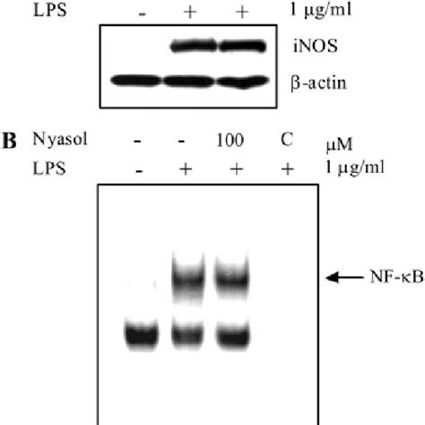 Effects Of Nyasol On Expression Of Cox 2 And Inos And Nf κb