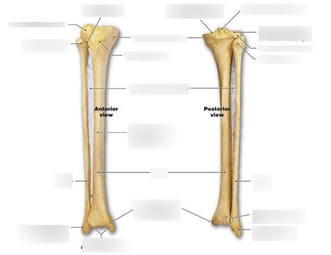 Tibia Et Fibula Diagram Quizlet