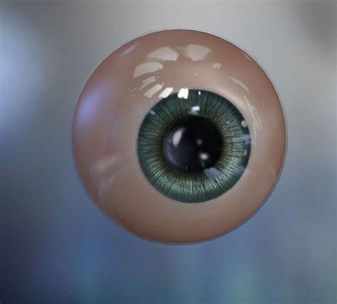 Human Eye Free 3d Model Cgtrader