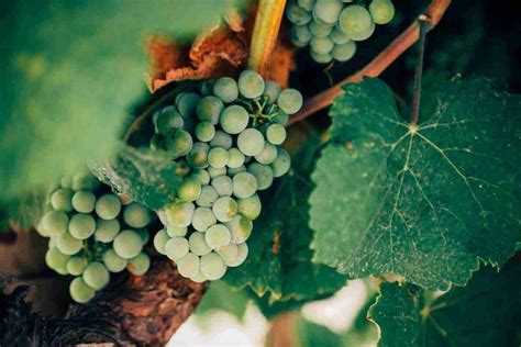 Green Wine Complete Guide To A Portuguese Wine You Should Be Drinking