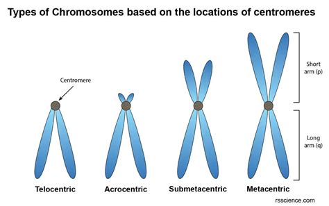 What Is A Chromosome Function And Structure Rs Science