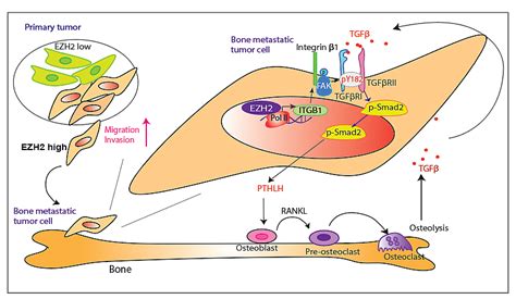 Why Are High EZH2 Expressing Breast Cancer Cells Prone To Bone