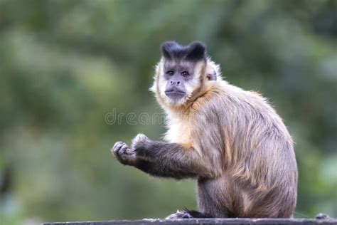 The Tufted Capuchin Sapajus Apella Stock Photo Image Of Primate