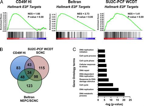 A Basal Stem Cell Signature Identifies Aggressive Prostate Cancer