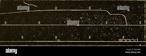 Anatomie et physiologie de la Pholade comparées dactyle estructura