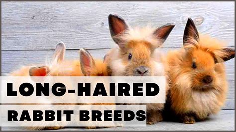 Adorable Long Haired Rabbit Breeds Youtube