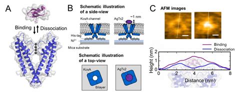 Mechanism Of Scorpion Toxin Inhibition Of K Channel Elucidated Using