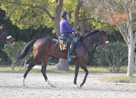 【東京スポーツ杯2歳s】素質馬ダノンザタイガーが好気配 国枝調教師「少しずつ成長している」 Umatoku 馬トク