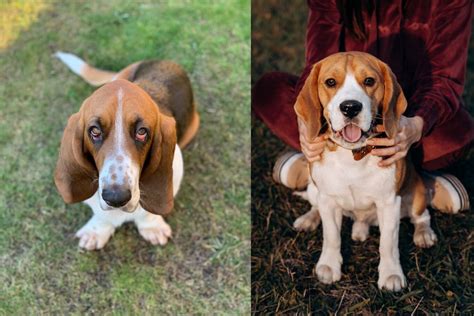 Basset Hound Beagle Mix Complete Guide Depend On Dogs