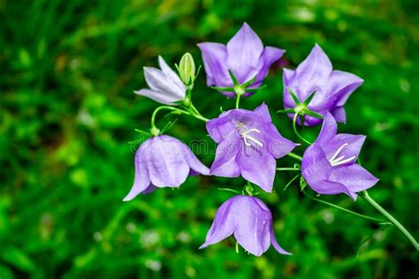 Bellflower Or Campanula Persicifolia Stock Image Image Of Leaved