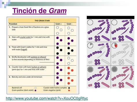 Clasificación E Identificación Bacteriana