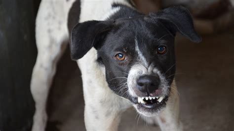 Cane Che Ringhia Cosa Significa Davvero E Le Cose Da Non Fare