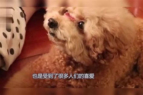 5万元一只的茶杯犬，到底是怎么诞生出来的？看完你懂了吗茶杯