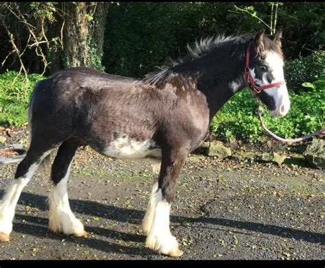 ***SOLD*** Show Cob yearling €2,500 – Nagero Irish Sport Horses