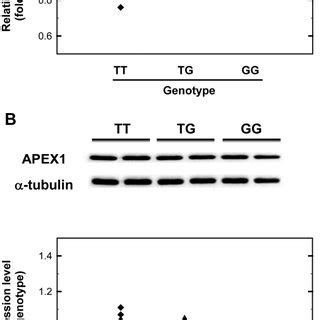 Analysis Of Apex Mrna And Protein Expression Levels A Quantitative