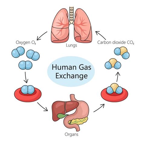 2147 Carbon Dioxide Drawing Royalty Free Photos And Stock Images