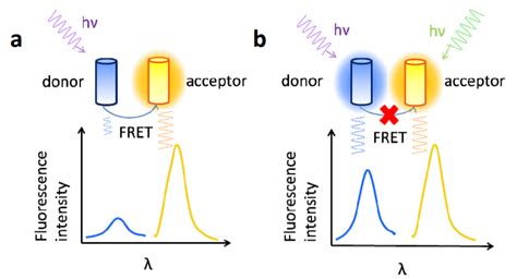 Fluorescence Resonance Energy Transferfret Profacgen