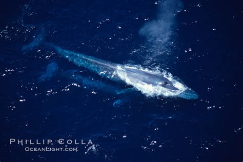 Blue Whale Aerial Photo Balaenoptera Musculus 03345