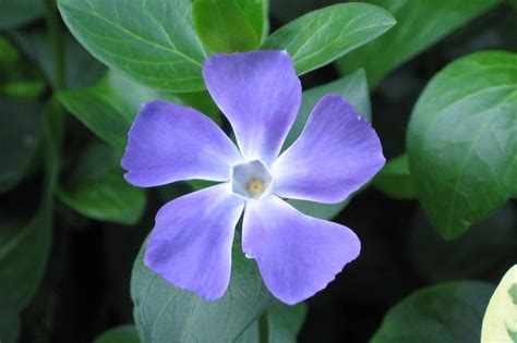 Vinca Major Big Periwinkle