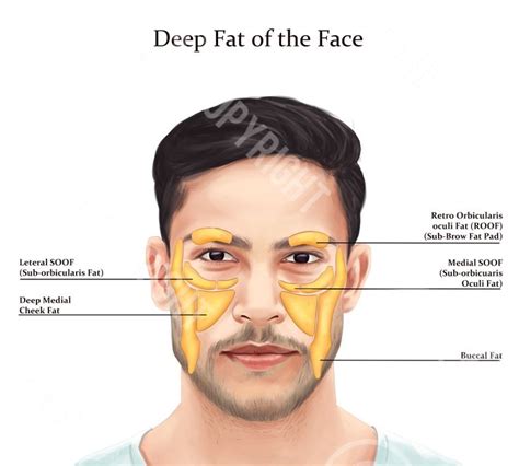 Male Facial Anatomy Deep Fat Pads Of The Face Daniel Premium